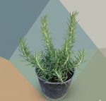 ⁦عرض الأعشاب ( عروض الجمعه الخضراء )⁩ - الصورة ⁦4⁩