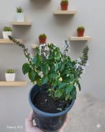 ⁦عرض الأعشاب ( عروض الجمعه الخضراء )⁩ - الصورة ⁦3⁩