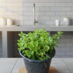 عرض الأعشاب ( عروض الجمعه الخضراء )