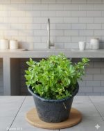 عرض الأعشاب ( عروض الجمعه الخضراء )