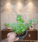 ⁦عرض الأعشاب ( عروض الجمعه الخضراء )⁩ - الصورة ⁦2⁩