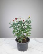 ⁦عرض الزهور ( عروض الجمعه الخضراء )⁩ - الصورة ⁦2⁩