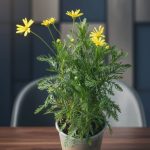 عرض الزهور ( عروض الجمعه الخضراء )