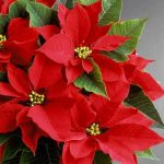 بنت القنصل لون احمر