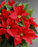 بنت القنصل لون احمر