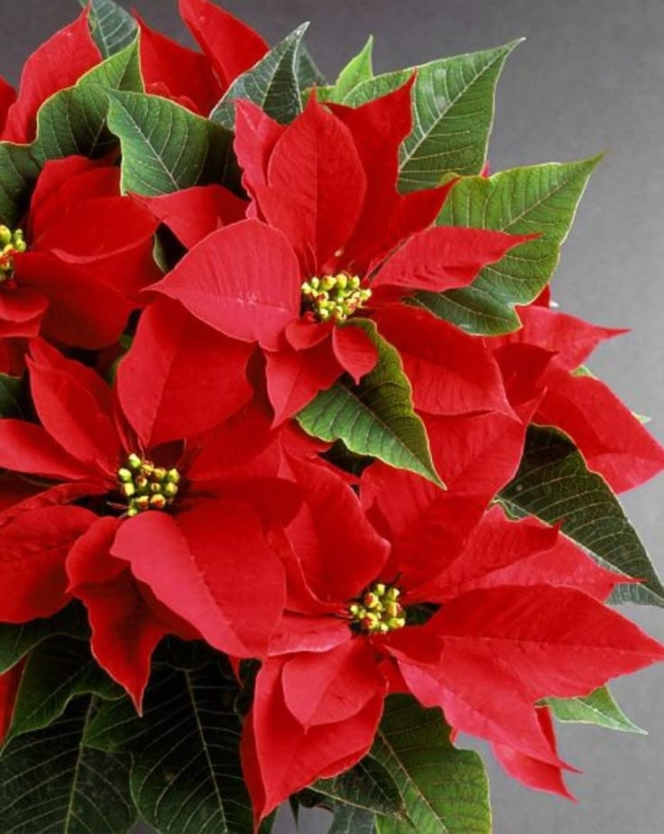 WhatsApp Image 2025-11-28 at 12.49.25 PM (1) بنت القنصل لون احمر - الصورة 1