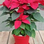 بنت القنصل فى اصيص احمر