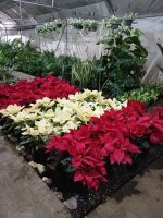 ⁦بنت القنصل لون احمر⁩ - الصورة ⁦2⁩