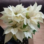 ⁦بنت القنصل لون ابيض⁩ - الصورة ⁦2⁩