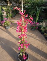 ⁦جهنميه متسلقه استيك لون فوشيا⁩ - الصورة ⁦2⁩