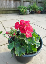 ⁦جارونيا عامر لون أحمر⁩ - الصورة ⁦2⁩