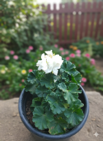 ⁦جارونيا لون ابيض⁩ - الصورة ⁦3⁩