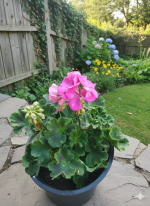 ⁦جارونيا عامر لون فوشيا⁩ - الصورة ⁦3⁩