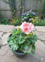 ⁦جارونيا عامر لون بينك⁩ - الصورة ⁦3⁩