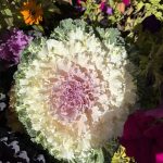 كرنب زينه لون ابيض