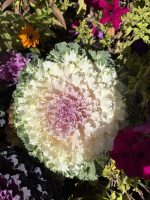 كرنب زينه لون ابيض