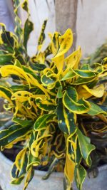 ⁦كروتون مكرونه⁩ - الصورة ⁦2⁩