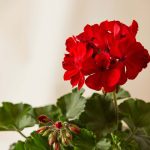 جارونيا عامر لون أحمر