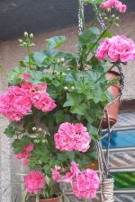 ⁦جارونيا عامر لون بينك⁩ - الصورة ⁦2⁩