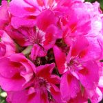 جارونيا عامر لون فوشيا