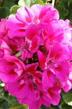 جارونيا عامر لون فوشيا