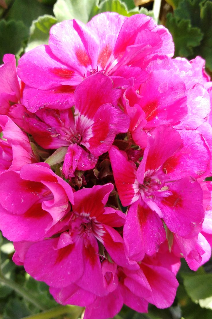 6116389a01e580a68ebd5a3cd3e13876 جارونيا عامر لون فوشيا - الصورة 1