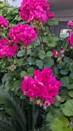 ⁦جارونيا عامر لون فوشيا⁩ - الصورة ⁦2⁩