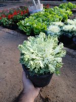 ⁦كرنب زينه لون ابيض⁩ - الصورة ⁦2⁩