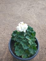 ⁦جارونيا لون ابيض⁩ - الصورة ⁦4⁩