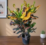 ⁦كروتون مكرونه⁩ - الصورة ⁦3⁩