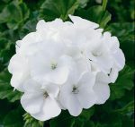 جارونيا لون ابيض