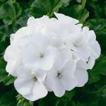 جارونيا لون ابيض