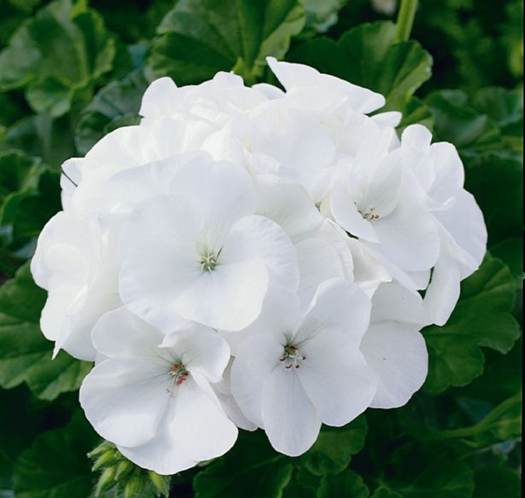 b4f6aafa12c2fb11c2061c2ee0d2d13b جارونيا لون ابيض - الصورة 1