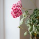 جارونيا عامر لون بينك