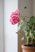 جارونيا عامر لون بينك