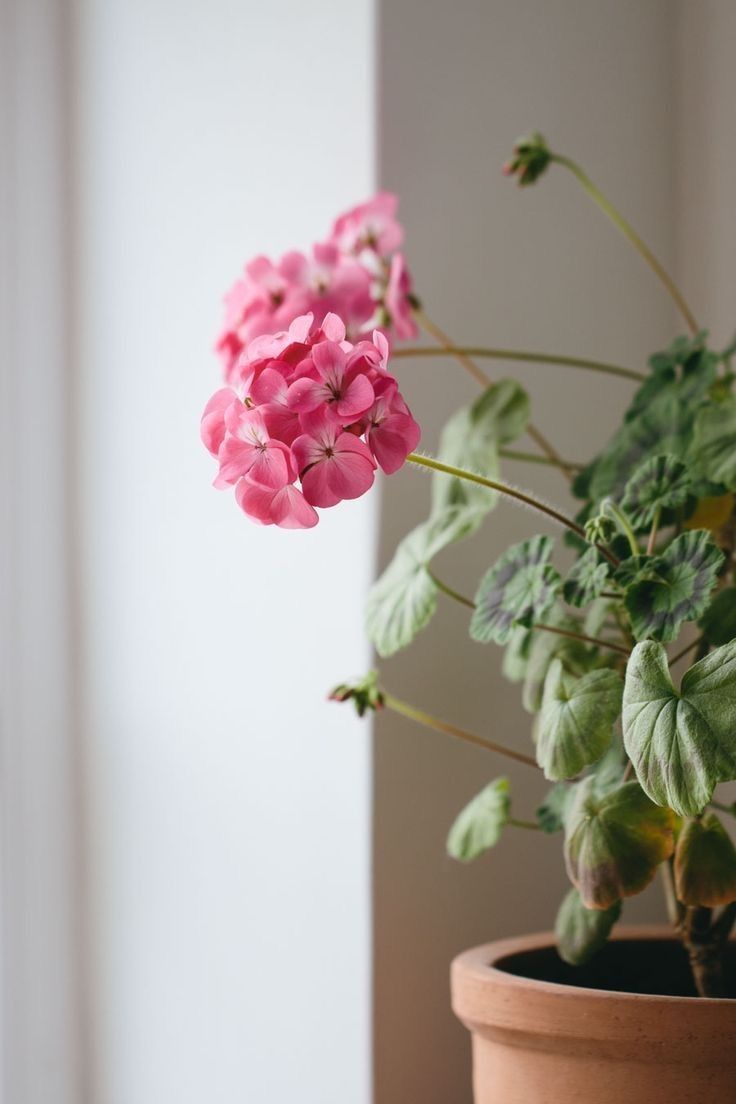 ed71d48066bc9f51f8a5ed22dc25c08a جارونيا عامر لون بينك - الصورة 1