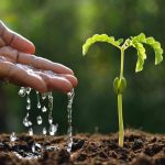 هرمون تجدير - مشتل اسكندرية