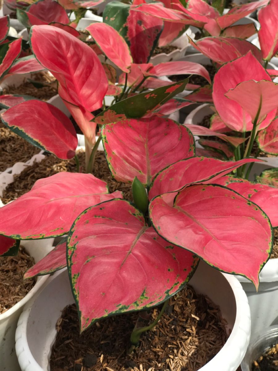 4ac3a051c5eb3b873364cd09ed84e31c اجلونيما بينك - مشتل اسكندرية - الصورة 1