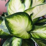 اجلونيما سوبر وايت - مشتل اسكندرية