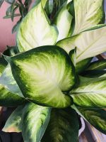 اجلونيما سوبر وايت - مشتل اسكندرية