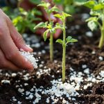 بيرلايت مستورد  - مشتل اسكندرية