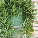 مسبحة موز - مشتل اسكندرية