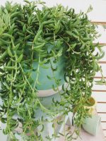 مسبحة موز - مشتل اسكندرية