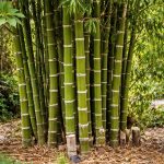 بامبو لوتس 60 سم  - مشتل اسكندرية