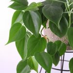 اسكاندس اخضر - مشتل اسكندرية