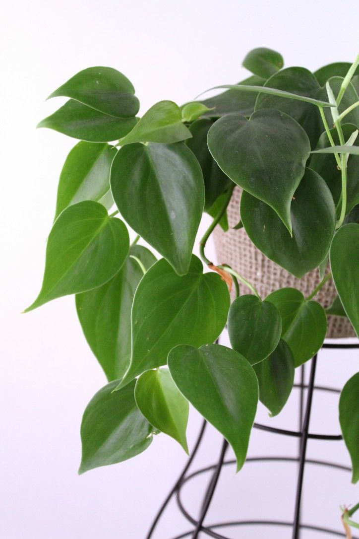 Heart Leaf Philodendron اسكاندس اخضر - مشتل اسكندرية - الصورة 1