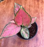 ⁦اجلونيما بينك - مشتل اسكندرية⁩ - الصورة ⁦2⁩