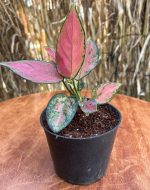 ⁦اجلونيما بينك - مشتل اسكندرية⁩ - الصورة ⁦3⁩