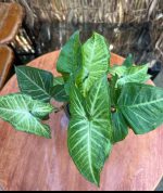 ⁦سونجونيوم - مشتل اسكندرية⁩ - الصورة ⁦2⁩