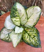 ⁦اجلونيما سوبر وايت - مشتل اسكندرية⁩ - الصورة ⁦2⁩